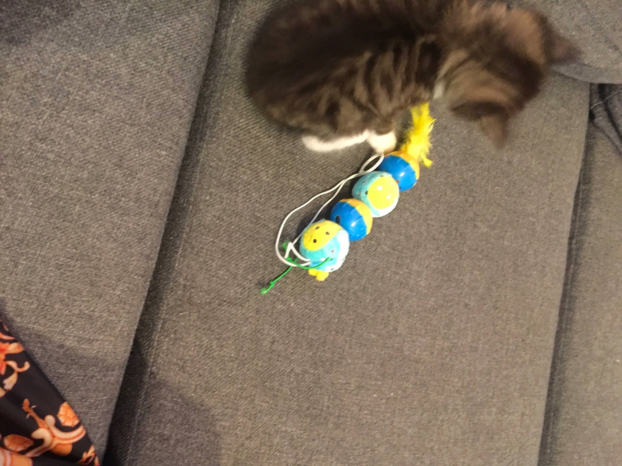 Swan participe au concours pour gagner de l'argent avec cette photo : cat, claw, comfort, domestic_short_haired_cat, fashion_accessory, floor, flooring, foot, fur, grey, human_leg, linens, paw, room, stuffed_toy, tail, textile, whiskers, wood, wool