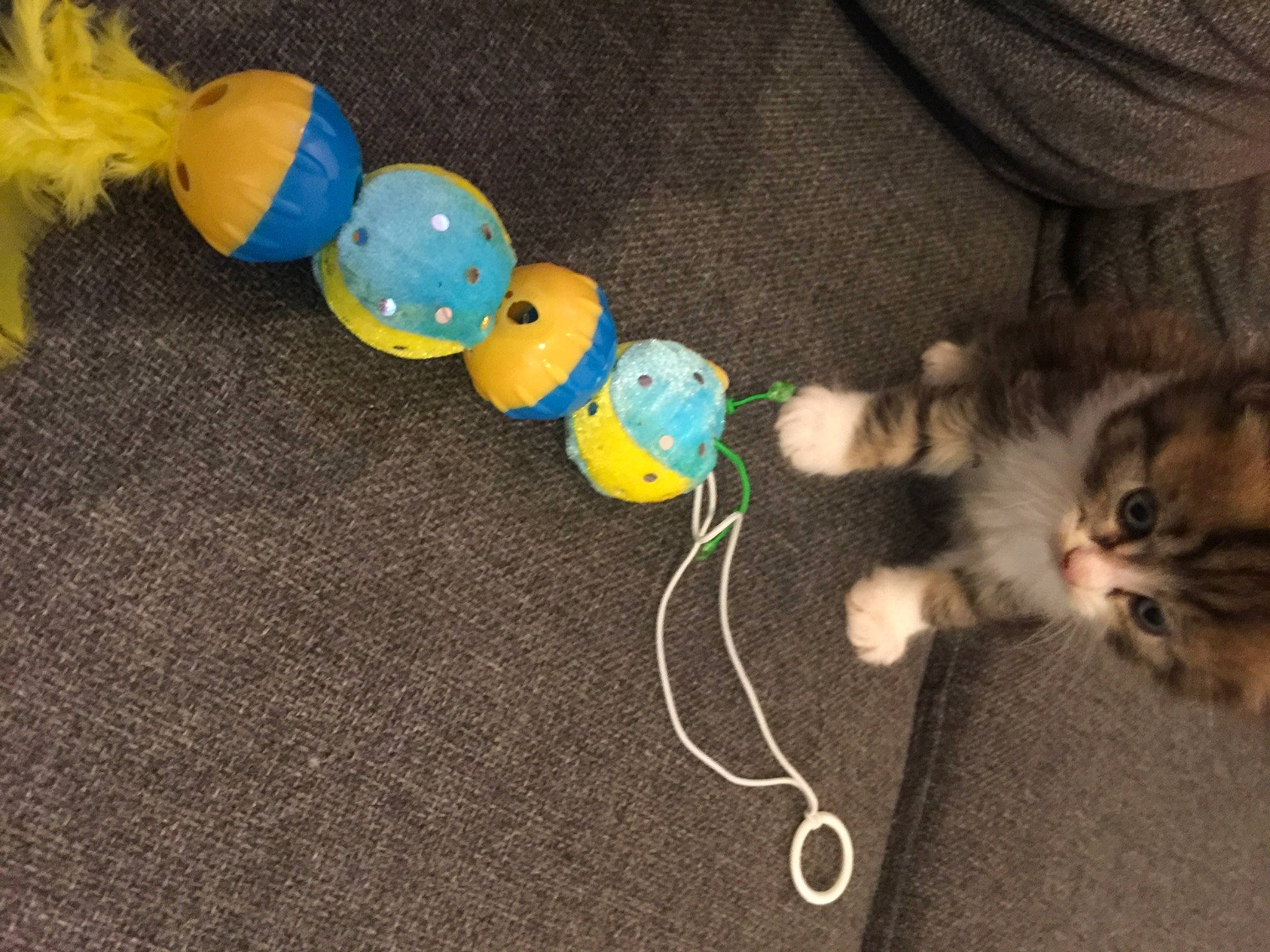 Swan a rejoint le concours — aidez-le/la à gagner de superbes lots ! cat, cat_toy, domestic_short_haired_cat, electric_blue, fashion_accessory, felidae, flooring, fur, mammal, paw, plush, small_to_medium_sized_cats, stuffed_toy, tail, thread, toy, vertebrate, whiskers, wood, wool