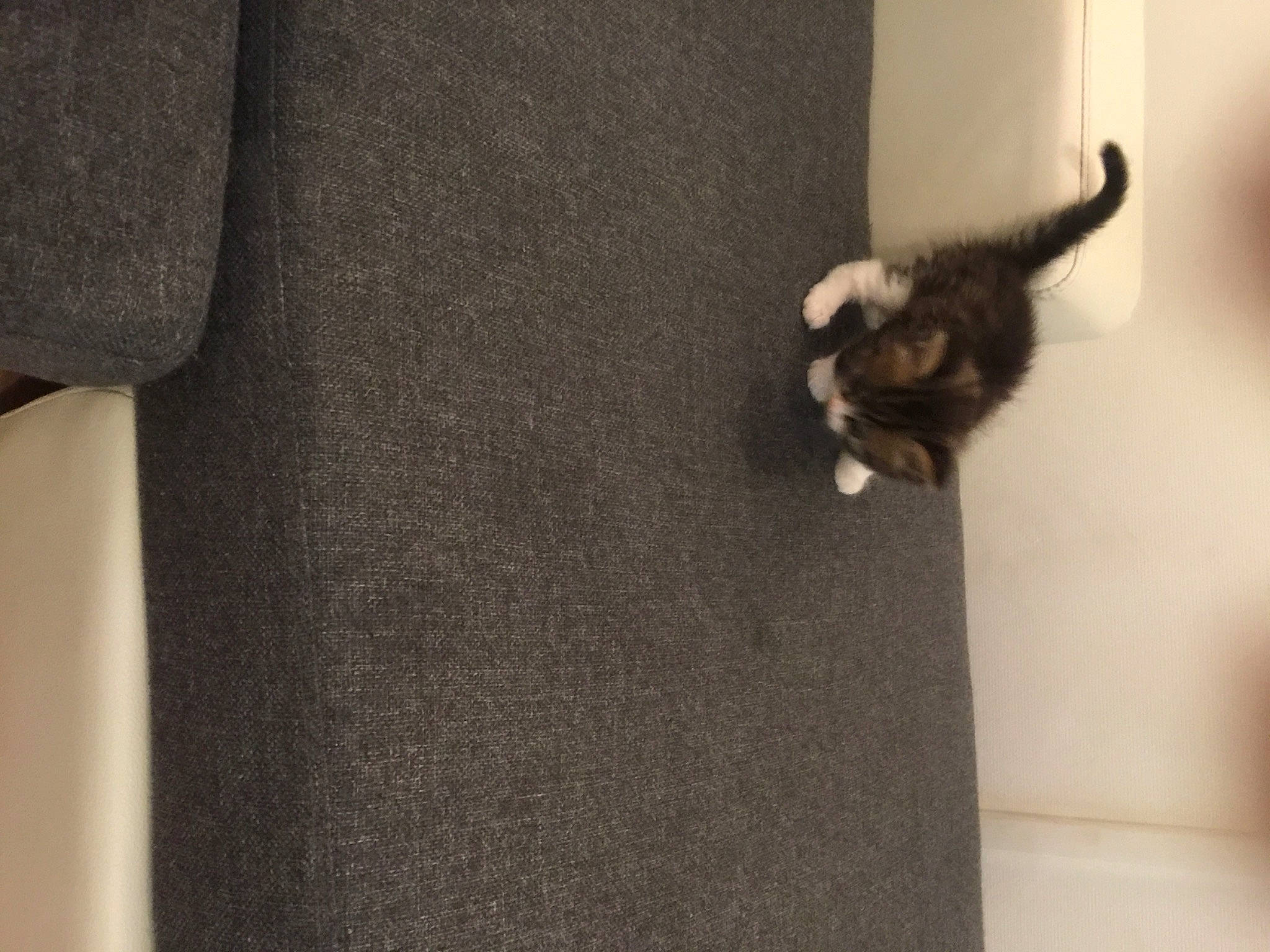 Swan a rejoint le concours — aidez-le/la à gagner de superbes lots ! canidae, carnivore, cat, claw, domestic_short_haired_cat, fawn, felidae, flooring, formal_wear, fur, grey, hardwood, sleeve, small_to_medium_sized_cats, snout, sporting_group, suit, tail, whiskers, wood