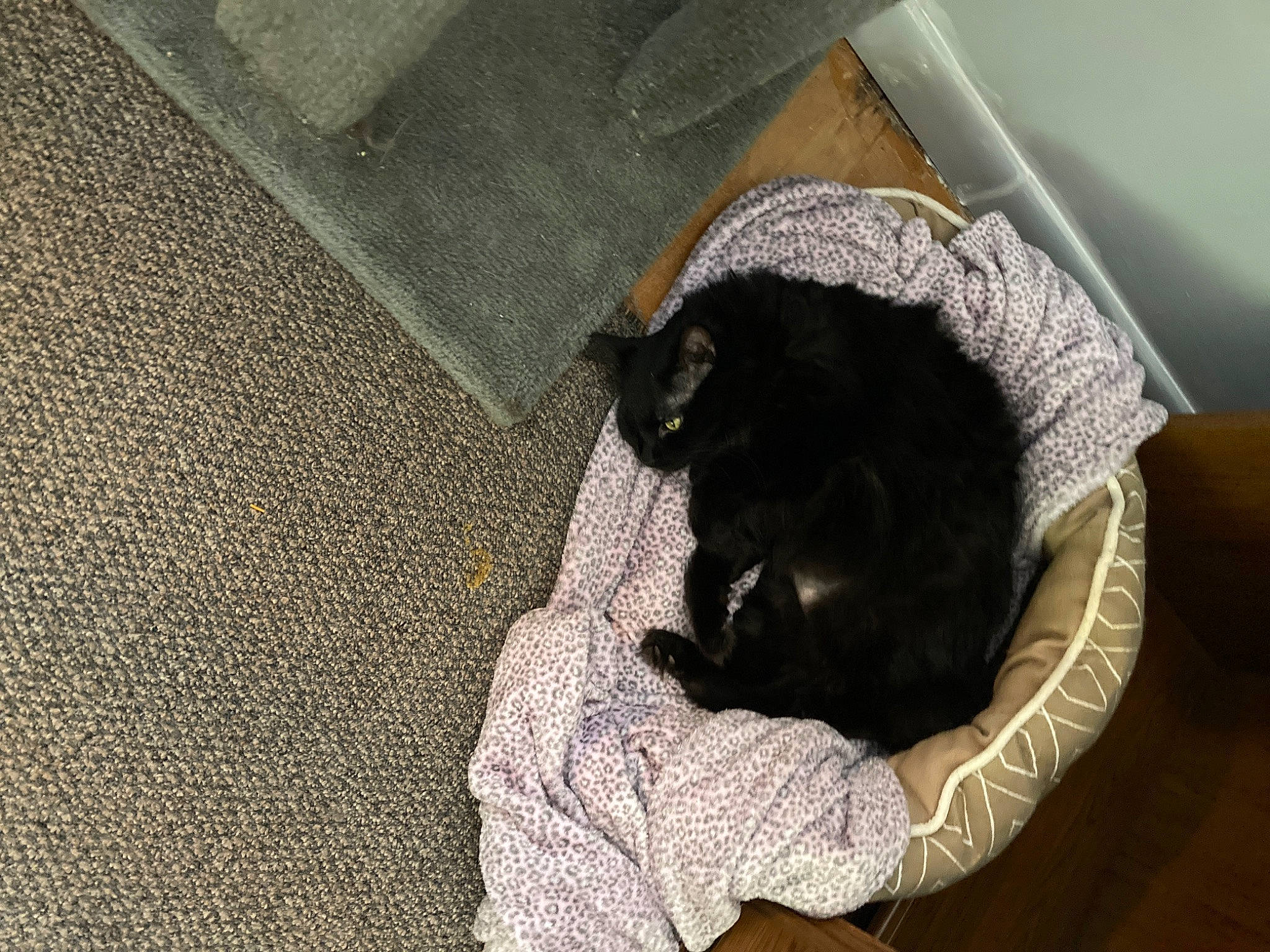 Rose joined the competition — help win amazing prizes! black_cat, carnivore, cat, domestic_short_haired_cat, felidae, fur, kitten, korat, russian_blue, small_to_medium_sized_cats, snout, tail, whiskers