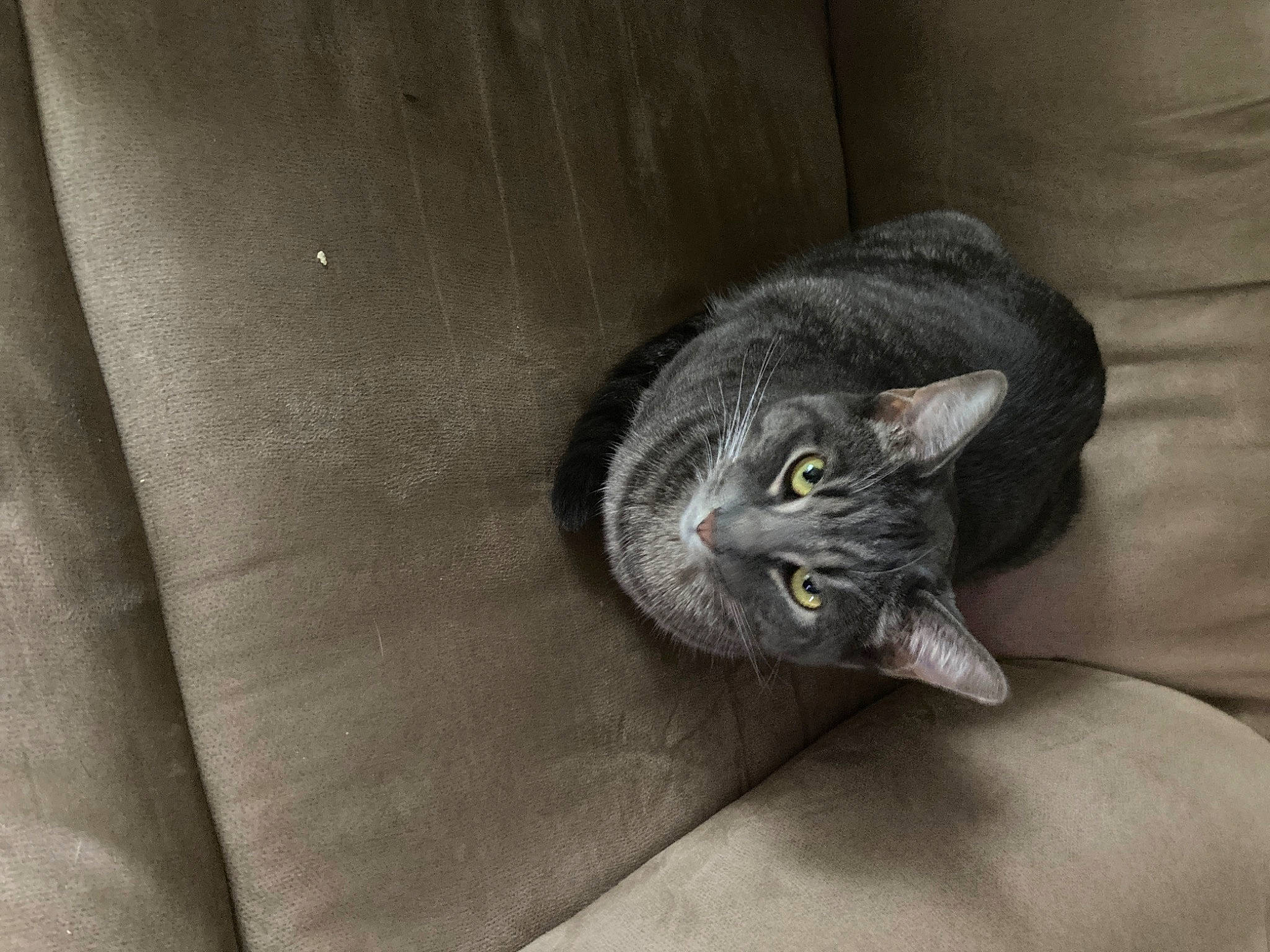 Rarage is registered to the contest to win money with this photo: asian, british_semi_longhair, british_shorthair, carnivore, cat, chartreux, domestic_short_haired_cat, dragon_li, european_shorthair, felidae, fur, korat, nebelung, russian_blue, small_to_medium_sized_cats, snout, whiskers