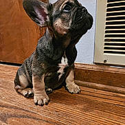 Doser joined the competition — help win amazing prizes! animal, companion, curious, cute, dog, domestic_animal, door, ears, french_bulldog, fur, indoor, looking_up, pet, portrait, puppy, sitting, small_dog, vent, wooden_floor, young