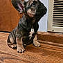 animal, companion, curious, cute, dog, domestic_animal, door, ears, french_bulldog, fur, indoor, looking_up, pet, portrait, puppy, sitting, small_dog, vent, wooden_floor, young
