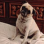dog, pug, pet, bed, headboard, wood, carved_wood, white_bed, cute, animal, indoor, portrait, sitting, fur, paw, face, ears, expression, cozy, domestic