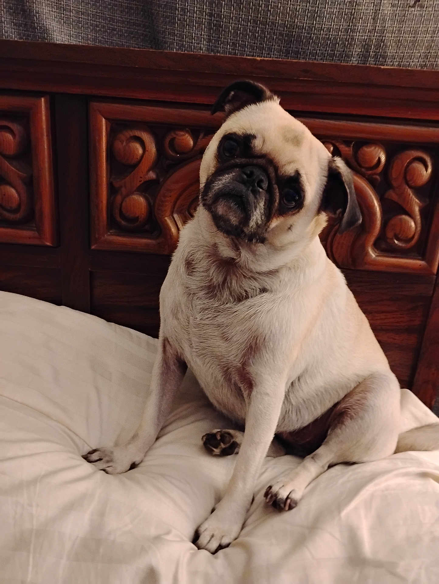 Paisley is registered to the contest to win money with this photo: dog, pug, pet, bed, headboard, wood, carved_wood, white_bed, cute, animal, indoor, portrait, sitting, fur, paw, face, ears, expression, cozy, domestic