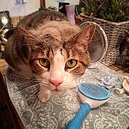 Tone joined the competition — help win amazing prizes! cat, tabby_cat, fur, brush, bathroom, mirror, flower_pot, towel, pet_grooming, close_up, whiskers, curious, indoor, houseplant, countertop, patterned, pink_nose, ears, eyes, pet_care