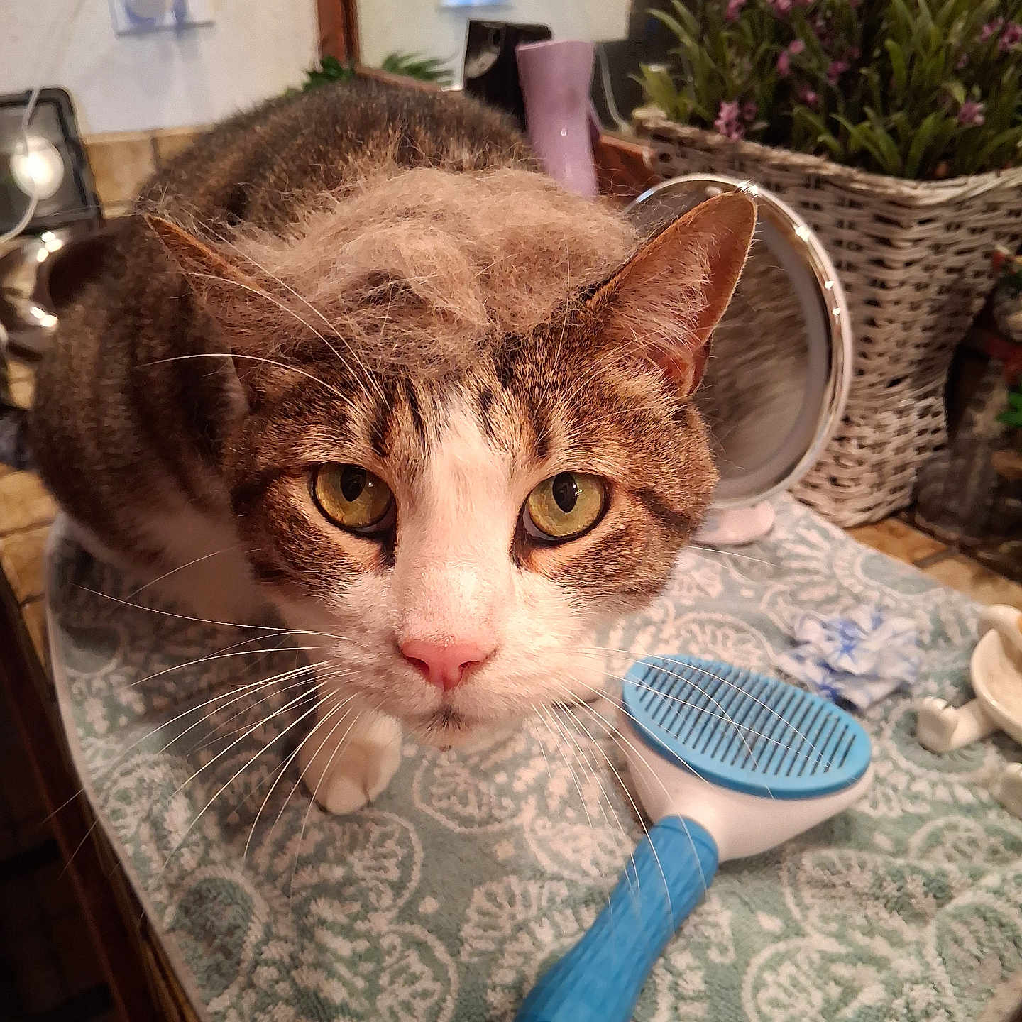 Tone joined the competition — help win amazing prizes! bathroom, brush, cat, close_up, countertop, curious, ears, eyes, flower_pot, fur, houseplant, indoor, mirror, patterned, pet_care, pet_grooming, pink_nose, tabby_cat, towel, whiskers