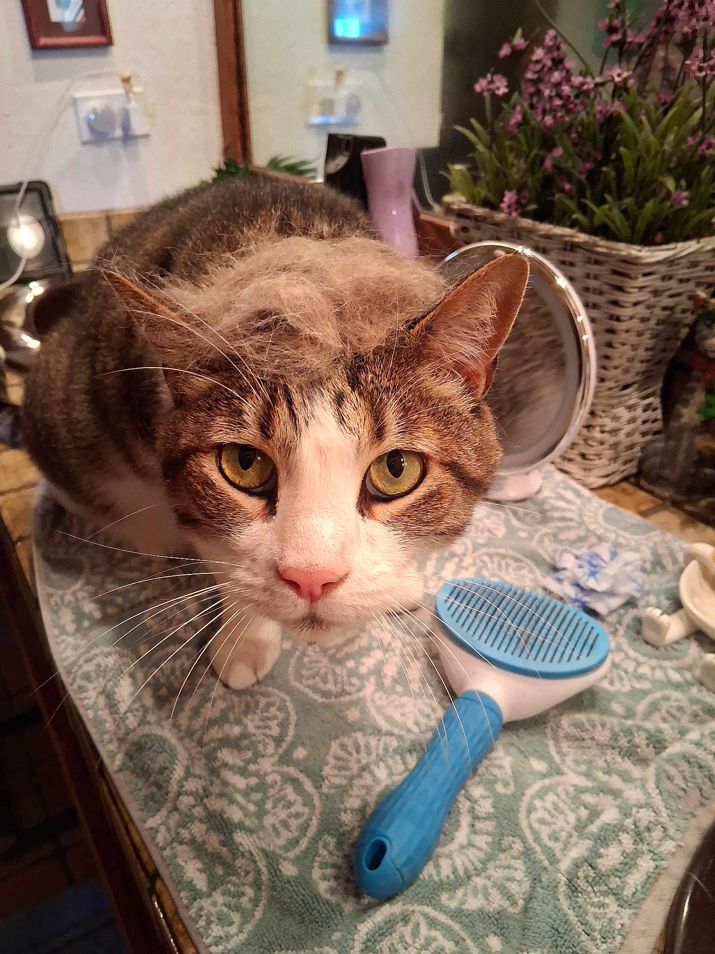 Tone joined the competition — help win amazing prizes! cat, tabby_cat, fur, brush, bathroom, mirror, flower_pot, towel, pet_grooming, close_up, whiskers, curious, indoor, houseplant, countertop, patterned, pink_nose, ears, eyes, pet_care