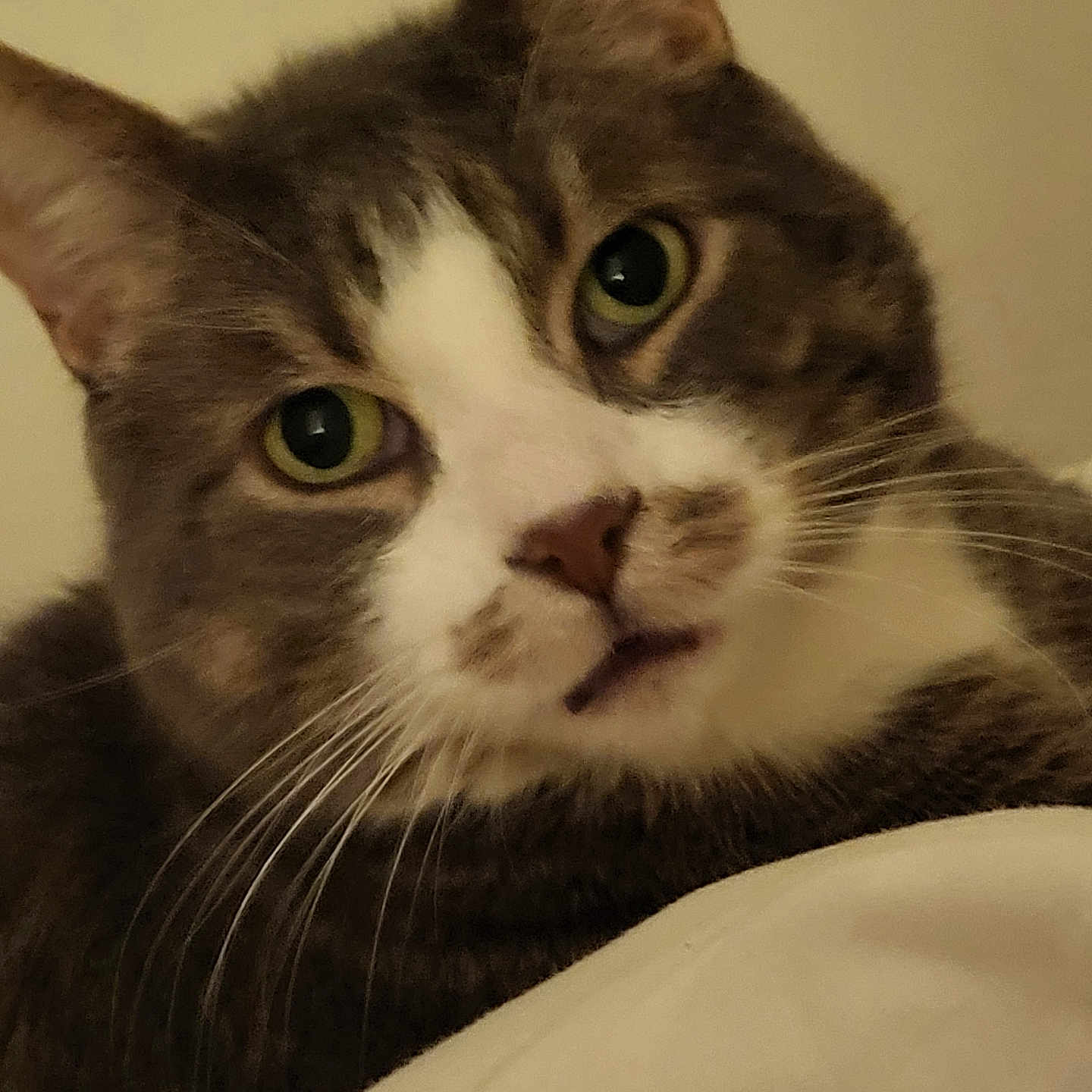 Zanty Et Bébé a rejoint le concours — aidez-le/la à gagner de superbes lots ! abyssinian, angora, animal, blackcat, cat, kitten, manx, pet, siamese