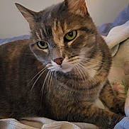 Zanty Et Bébé participe au concours pour gagner de l'argent avec cette photo : abyssinian, animal, blanket, brasssection, cat, chair, couch, cushion, egyptiancat, furniture, homedecor, horn, kitten, linen, manx, musicalinstrument, pet