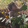 Alexander joined the competition — help win amazing prizes! child, toddler, outdoor, garden, nature, leaves, foliage, fence, chain_link_fence, exploring, curious, standing, portrait, profile, curly_hair, long_sleeves, sunlight, backyard, plants, autumn