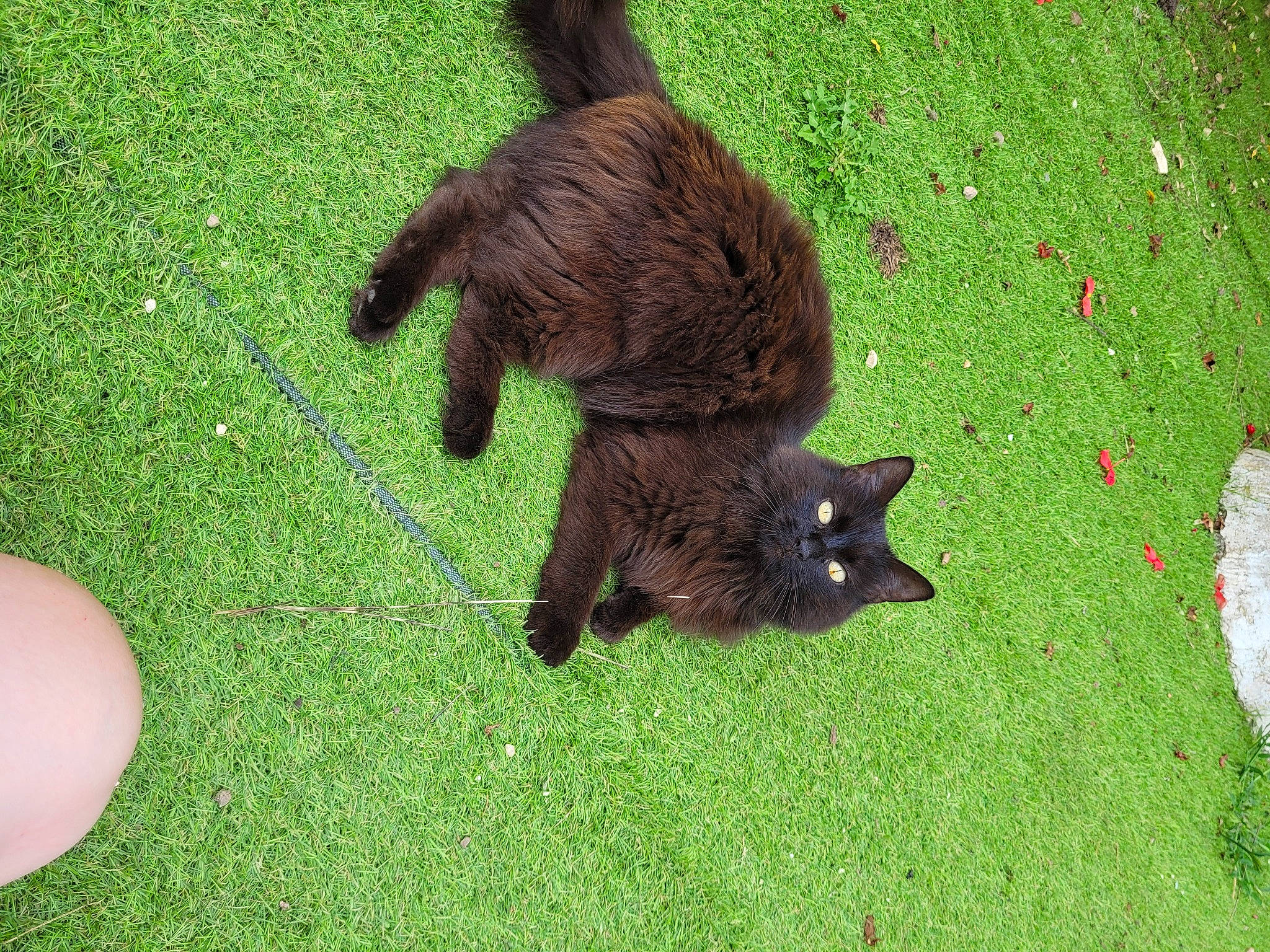 Lara a rejoint le concours — aidez-le/la à gagner de superbes lots ! black_cat, carnivore, cat, dog_breed, fawn, felidae, grass, green, groundcover, lawn, leaf, mammal, organism, plant, small_to_medium_sized_cats, snout, tail, terrestrial_animal, vertebrate, whiskers