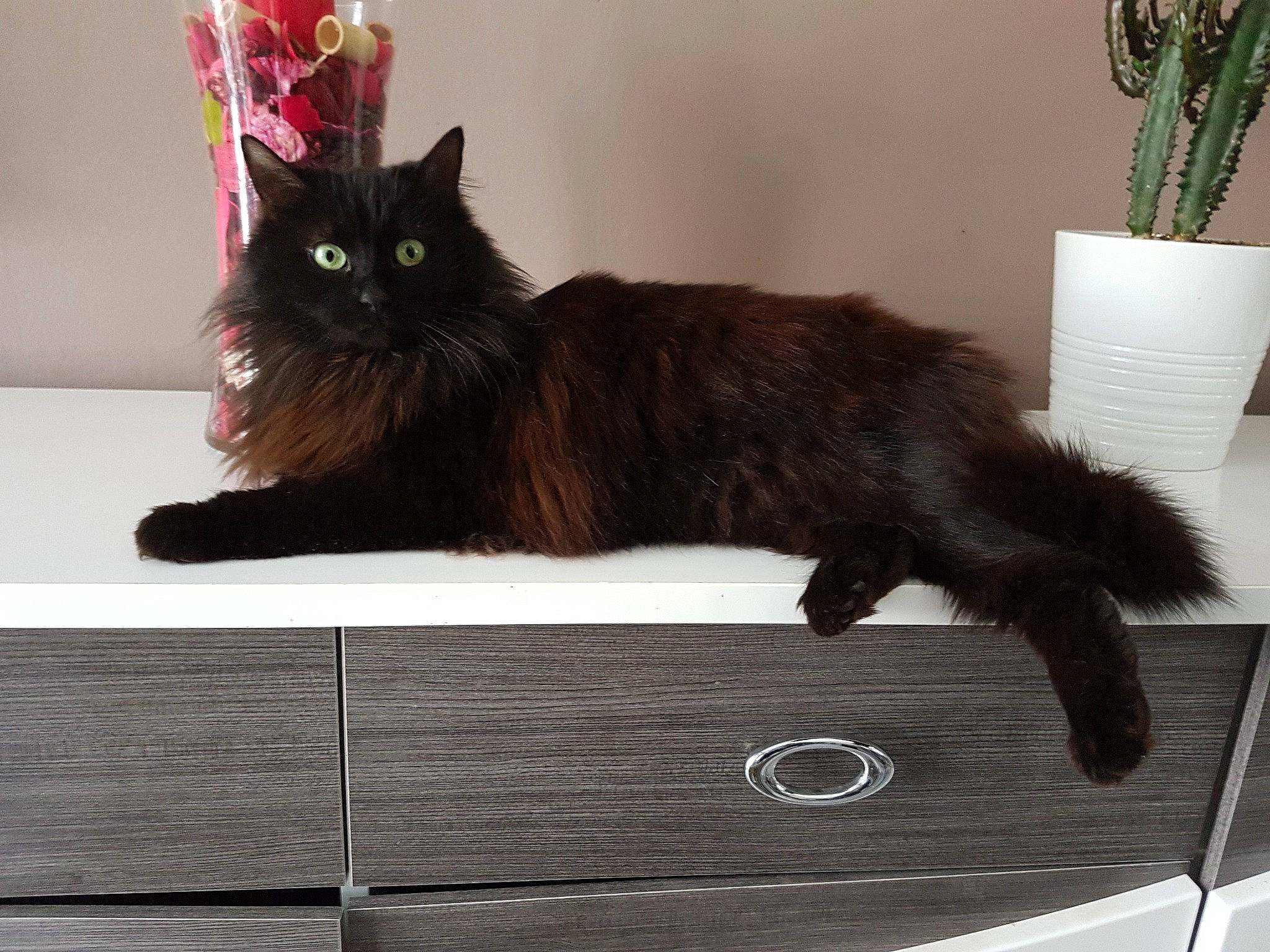 Lara participe au concours pour gagner de l'argent avec cette photo : automotive_exterior, black_cat, box, cabinetry, carnivore, cat, claw, domestic_short_haired_cat, drawer, felidae, fur, grey, hardwood, houseplant, paw, plant, small_to_medium_sized_cats, tail, whiskers, wood