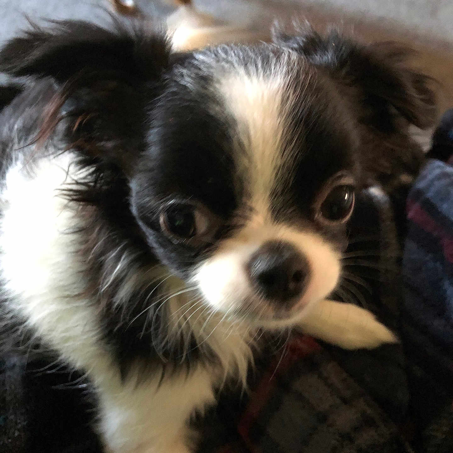 Oreo is registered to the contest to win money with this photo: animal, black_and_white, blurred_background, canine, carpet, close_up, companion, curious, cute, dog, domestic_animal, ears, eyes, face, fur, indoor, looking, pet, small_dog, whiskers