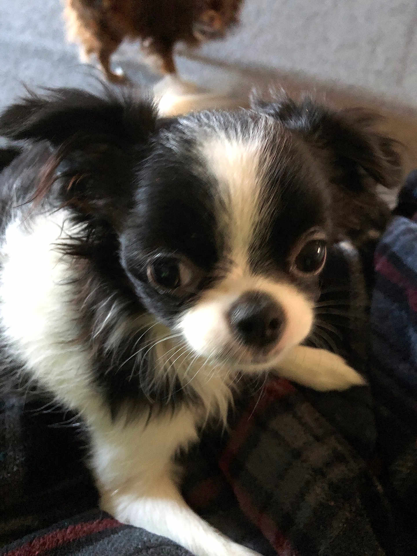 Oreo
