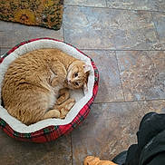 Rozie is registered to the contest to win money with this photo: cat, ginger_cat, pet_bed, indoor, floor, tile_floor, curled_up, feline, cozy, resting, doormat, chair_leg, looking_up, fur, whiskers, paws, domestic_animal, cute, relaxed, home