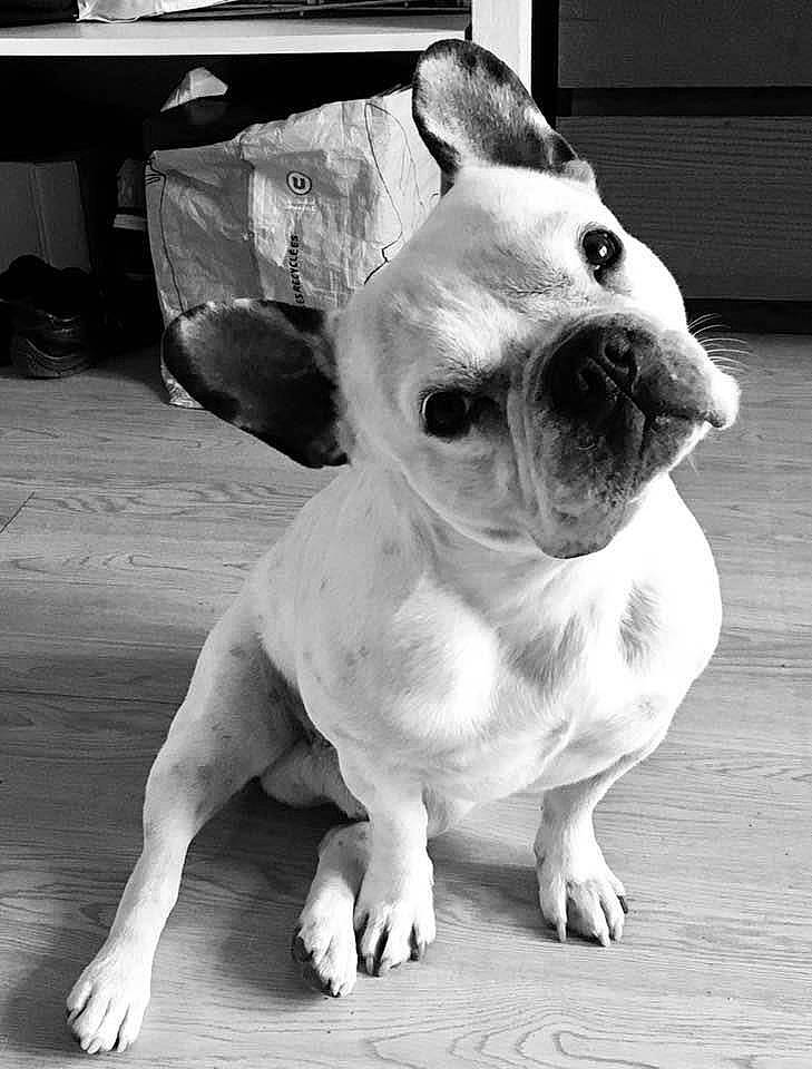 Hutch participe au concours pour gagner de l'argent avec cette photo : canidae, carnivore, companion_dog, dog, dog_breed, dog_supply, fawn, floor, flooring, foot, neck, non_sporting_group, paw, pet_supply, skin, snout, terrestrial_animal, toy_dog, whiskers, working_animal