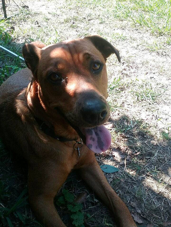 Harley is registered to the contest to win money with this photo: american_pit_bull_terrier, canidae, canis_panther, carnivore, dog, dog_breed, fawn, labrador_retriever, mammal, mountain_cur, potcake_dog, rare_breed_dog, snout, sporting_group, vertebrate