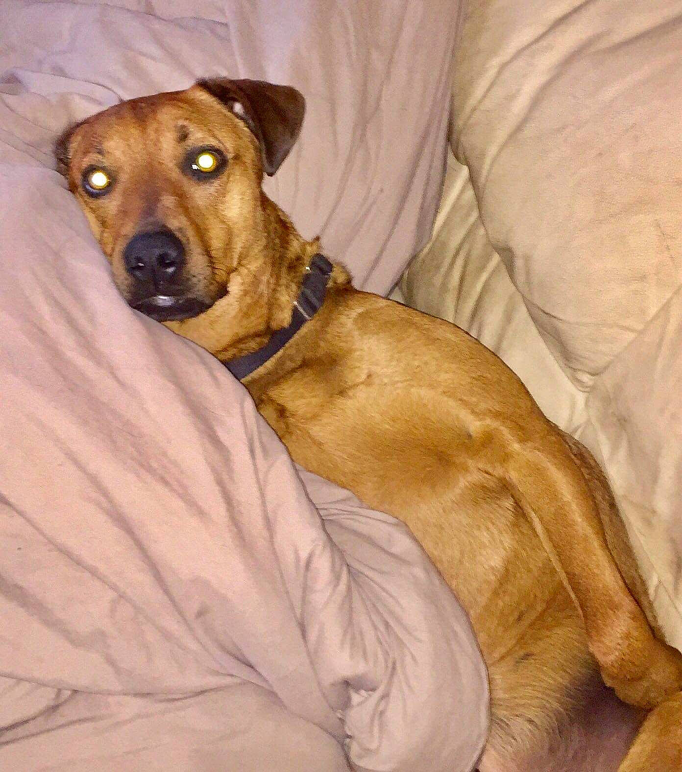 Harley is registered to the contest to win money with this photo: africanis, azawakh, black_mouth_cur, broholmer, canidae, carnivore, dog, dog_breed, fawn, feist, hortaya_borzaya, lurcher, mammal, mountain_cur, pariah_dog, potcake_dog, rhodesian_ridgeback, sloughi, snout, vertebrate