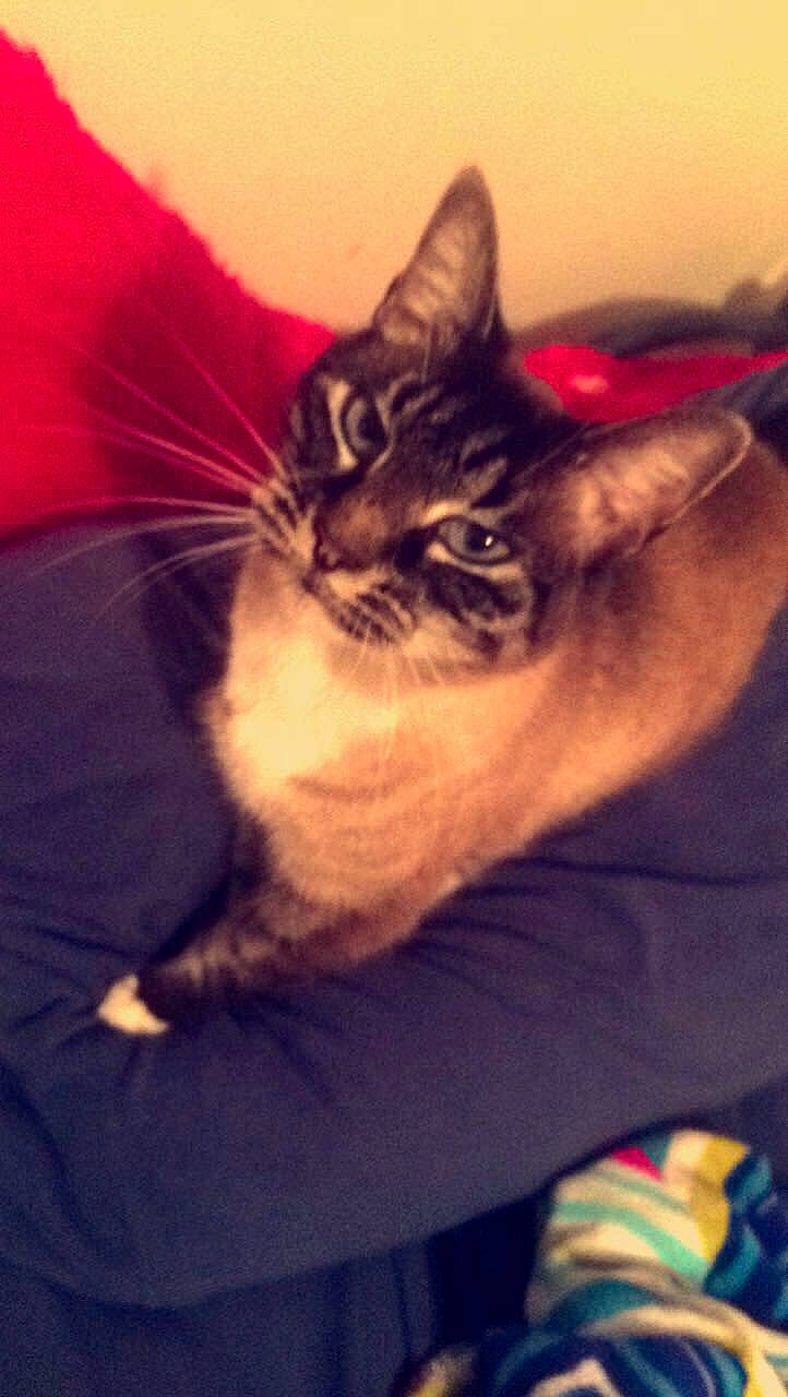 Furball joined the competition — help win amazing prizes! asian, carnivore, cat, domestic_short_haired_cat, eye, felidae, fur, kitten, mammal, sky, small_to_medium_sized_cats, whiskers