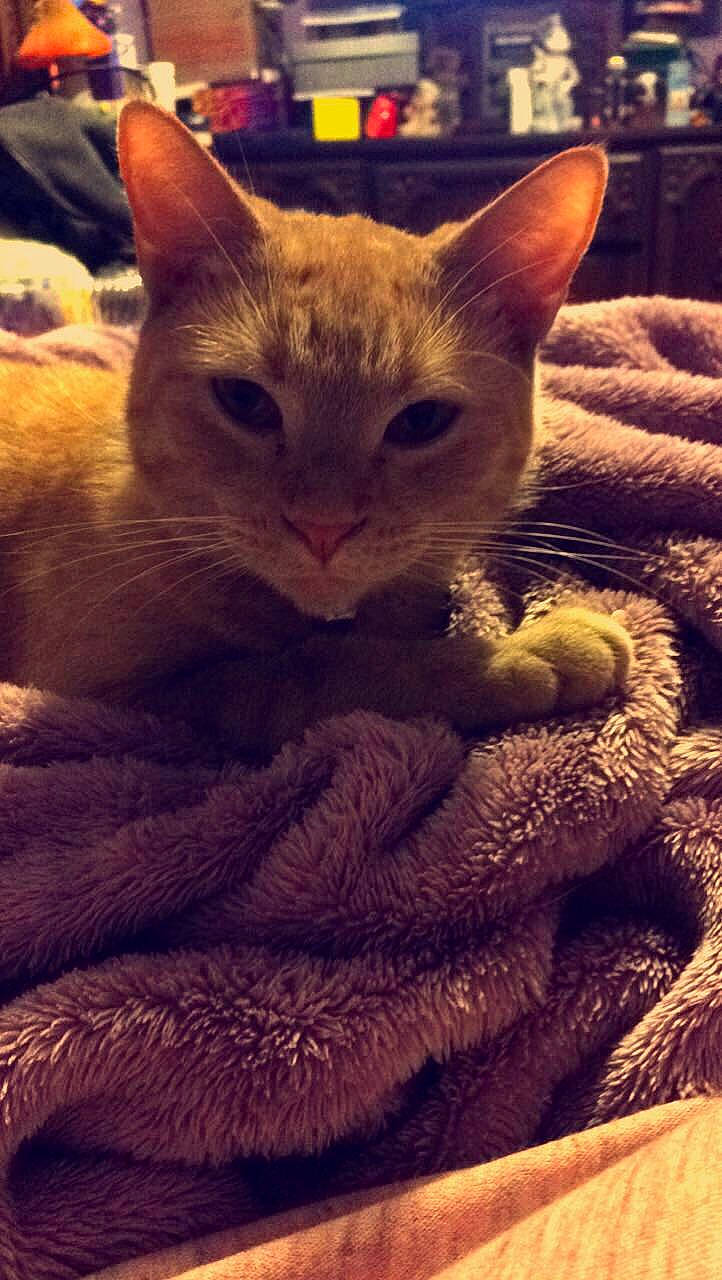 Jinx is registered to the contest to win money with this photo: arabian_mau, asian, burmese, carnivore, cat, colorpoint_shorthair, domestic_short_haired_cat, fawn, felidae, german_rex, kitten, mammal, ojos_azules, singapura, small_to_medium_sized_cats, snout, vertebrate, whiskers