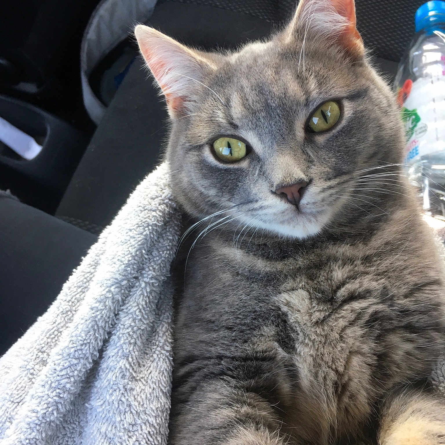 Smokey is registered to the contest to win money with this photo: american_wirehair, asian, australian_mist, british_shorthair, carnivore, cat, chartreux, domestic_short_haired_cat, european_shorthair, felidae, fur, kitten, korat, mammal, nebelung, russian_blue, small_to_medium_sized_cats, tabby_cat, vertebrate, whiskers