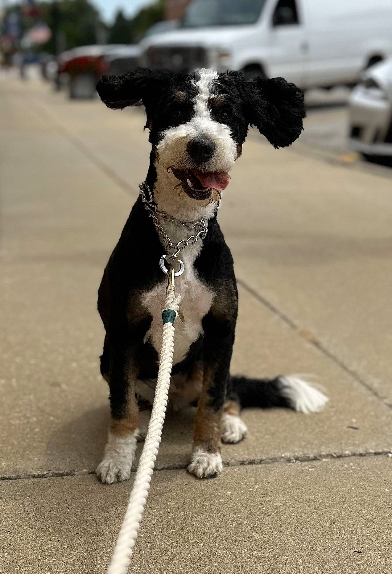 Honey is registered to the contest to win money with this photo: accessories, alloywheel, animal, canine, car, carwheel, city, dog, leash, machine, path, pet, puppy, road, sidewalk, spoke, strap, street, tire, urban