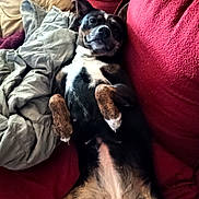 Daisy is registered to the contest to win money with this photo: dog, couch, blanket, indoor, relaxed, pet, fur, paws, comfortable, lying_down, home, red, brown, black, white, canine, resting, animal, cozy, expression