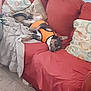 Daisy is registered to the contest to win money with this photo: dog, orange_vest, couch, red_couch, pillow, blanket, indoor, relaxed, pet, animal, fur, sleeping, laying_down, home, living_room, cozy, comfort, domestic, floor, resting
