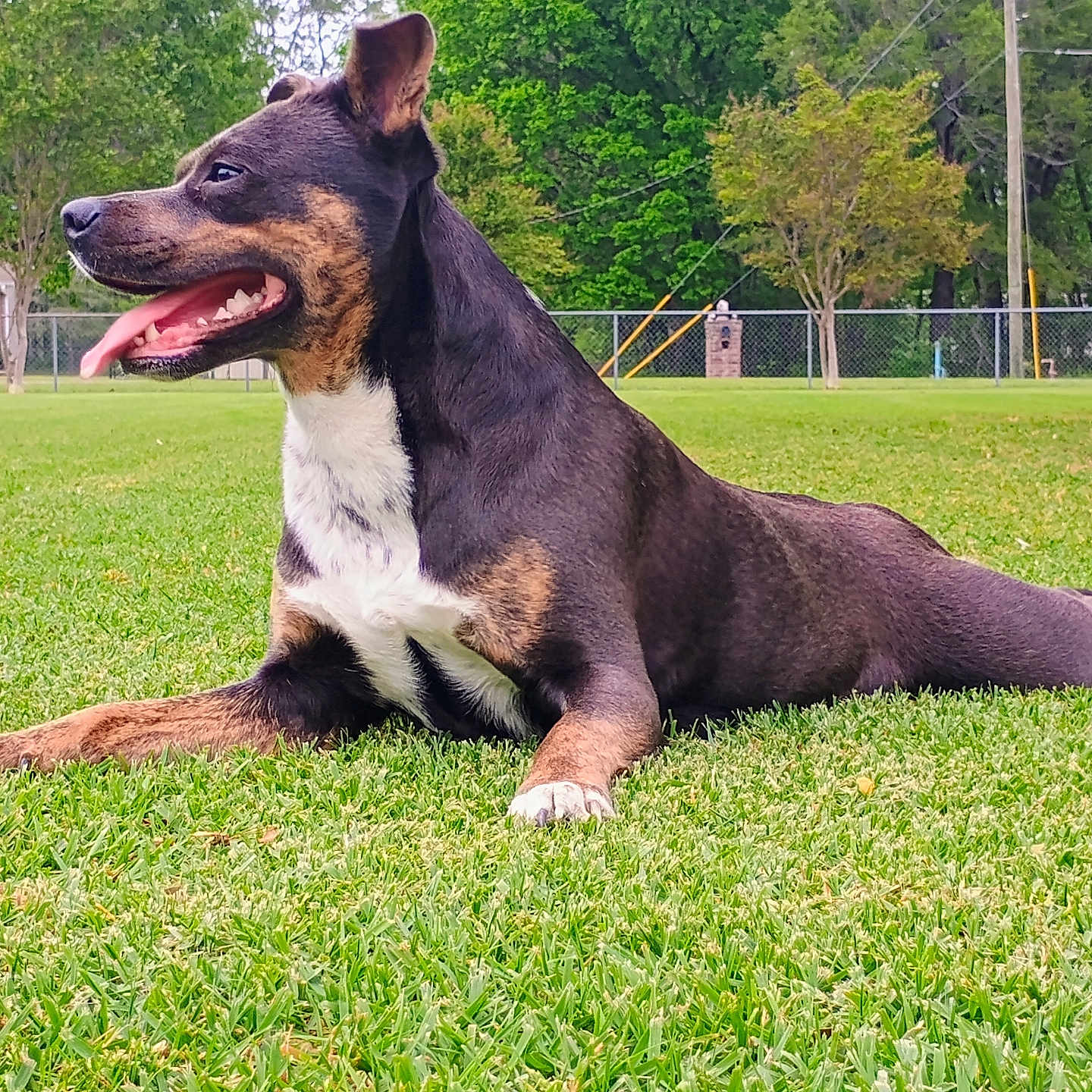 Daisy joined the competition — help win amazing prizes! animal, canine, daytime, dog, ears_up, fence, field, grass, greenery, happy, mammal, nature, outdoor, park, pet, playful, resting, summer, tongue_out, tree