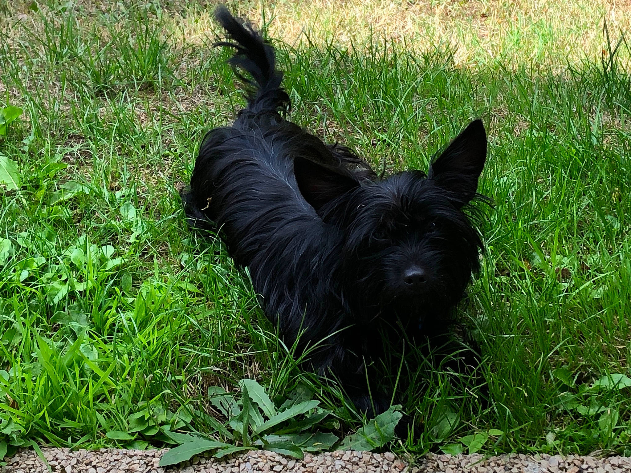 Nyxie participe au concours pour gagner de l'argent avec cette photo : australian_terrier, cairn_terrier, canidae, carnivore, companion_dog, dog, dog_breed, grass, mammal, scottish_terrier, small_terrier, terrier, vertebrate