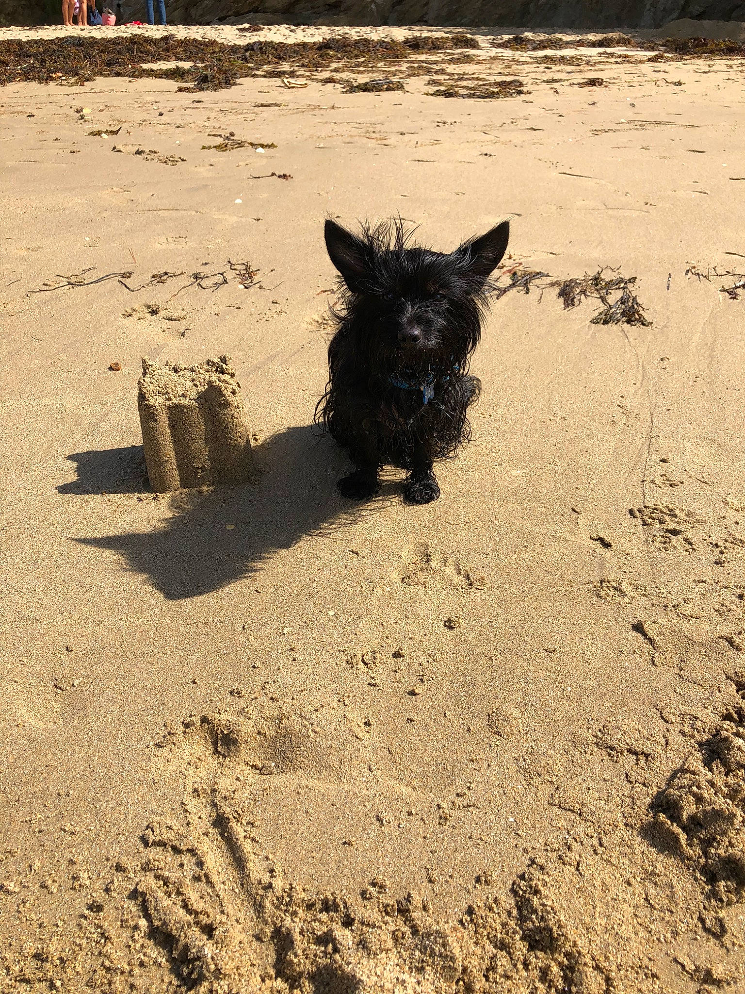 Nyxie participe au concours pour gagner de l'argent avec cette photo : affenpinscher, beach, cairn_terrier, canidae, carnivore, dog, dog_breed, sand, schipperke, scottish_terrier, sea, shadow, small_terrier, soil, summer, terrier, west_highland_white_terrier