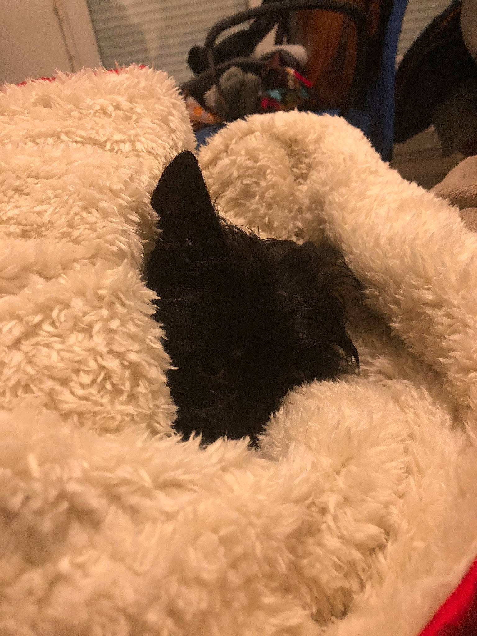 Nyxie participe au concours pour gagner de l'argent avec cette photo : bichon, canidae, carnivore, dog, dog_breed, fur, furniture, lagotto_romagnolo, non_sporting_group, poodle, puppy, stuffed_toy, tail, terrier, toy_dog