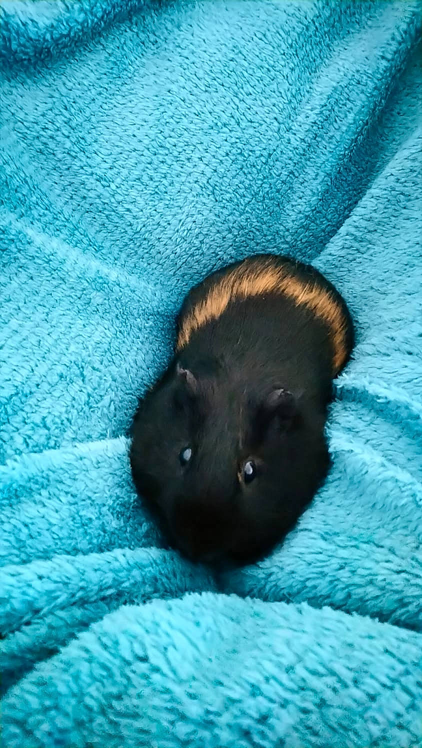 Guizmo participe au concours pour gagner de l'argent avec cette photo : fawn, fur, gerbil, guinea_pig, hamster, mouse, muridae, muroidea, rat, rodent, snout