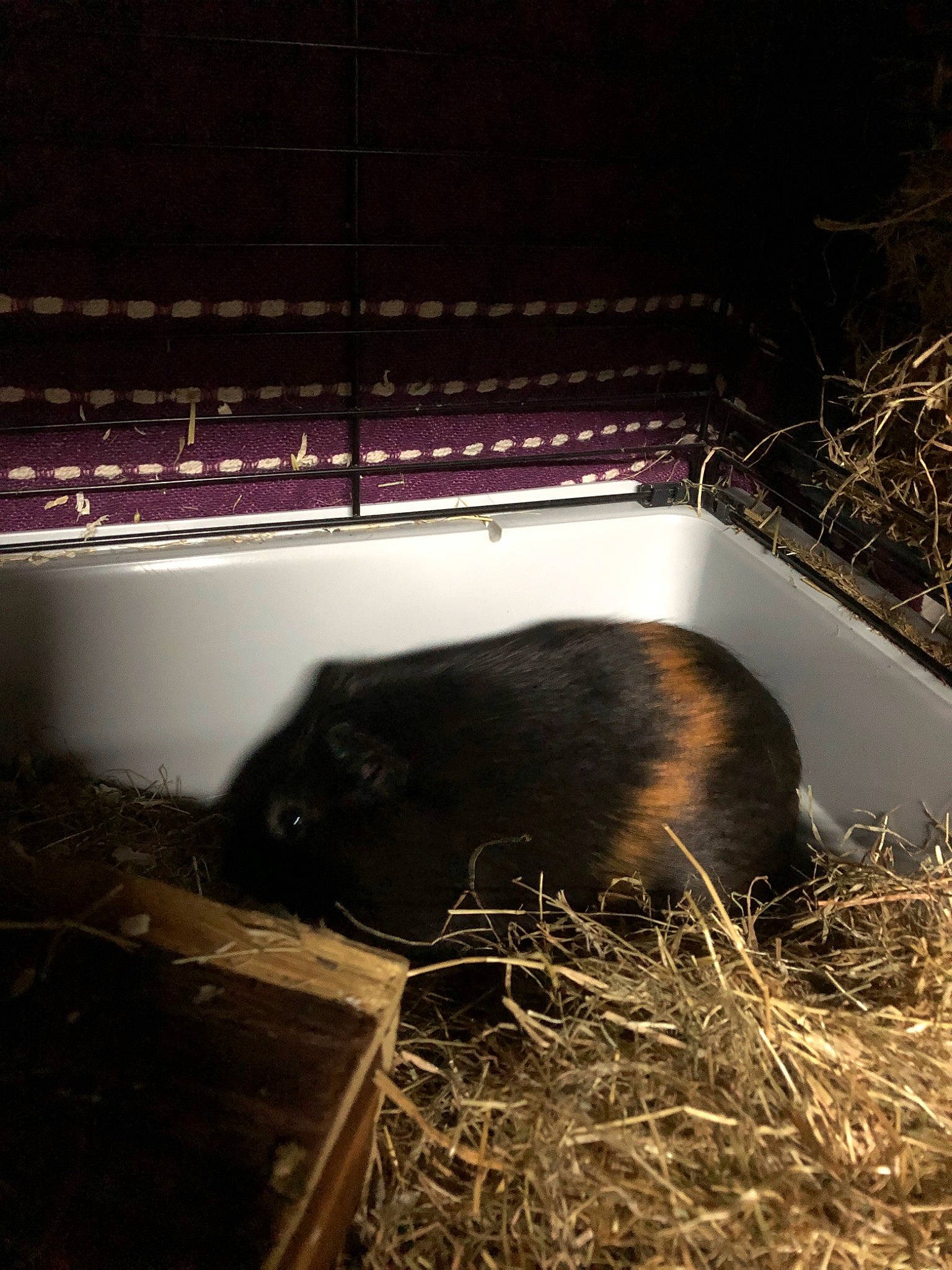 Guizmo a rejoint le concours — aidez-le/la à gagner de superbes lots ! grass, hay, straw