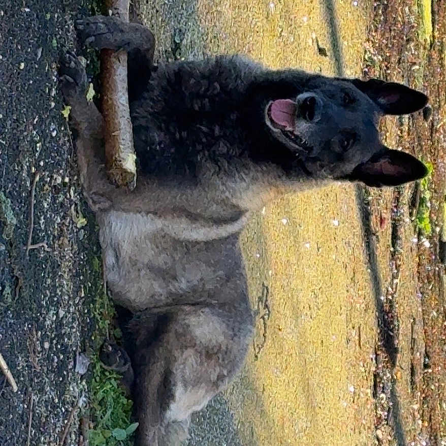 Carla participe au concours pour gagner de l'argent avec cette photo : animal, canine, companion, daylight, dog, ears, fur, grass, ground, happy, loyal, lying_down, nature, outdoor, paws, pet, playful, shadow, stick, tongue