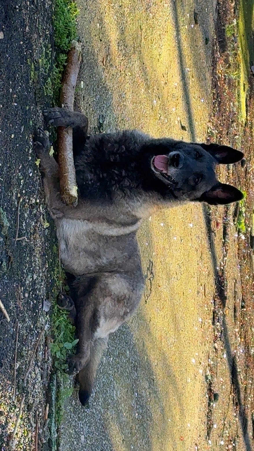 Carla participe au concours pour gagner de l'argent avec cette photo : dog, animal, outdoor, stick, happy, canine, pet, grass, shadow, nature, playful, lying_down, daylight, fur, ears, tongue, paws, ground, loyal, companion