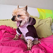 Pounette participe au concours pour gagner de l'argent avec cette photo : dog, small_dog, yawning, sweater, purple_sweater, pink_blanket, cushion, indoor, pet, canine, fur, tongue, cozy, cute, animal, resting, home, comfort, relaxation, colorful