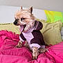 dog, small_dog, yawning, sweater, purple_sweater, pink_blanket, cushion, indoor, pet, canine, fur, tongue, cozy, cute, animal, resting, home, comfort, relaxation, colorful
