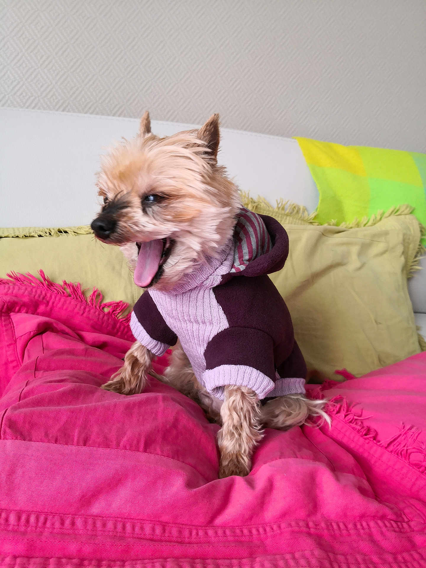 Pounette participe au concours pour gagner de l'argent avec cette photo : dog, small_dog, yawning, sweater, purple_sweater, pink_blanket, cushion, indoor, pet, canine, fur, tongue, cozy, cute, animal, resting, home, comfort, relaxation, colorful