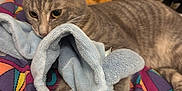 Vikie a rejoint le concours — aidez-le/la à gagner de superbes lots ! animal, blanket, blue_toy, boots, cat, close_up, colorful, cozy, cute, donkey_toy, feline, gray_tabby, indoor, lying_down, patterned_blanket, pet, plush_toy, resting, snuggling, soft_toy