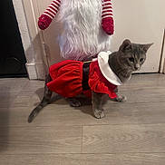 Vikie participe au concours pour gagner de l'argent avec cette photo : animal, background, beard, cat, christmas_gnome, costume, cute, decoration, domestic_cat, door, festive, flooring, gray_cat, holiday, holiday_decoration, indoor, pet, red_dress, striped_sleeves, wooden_floor