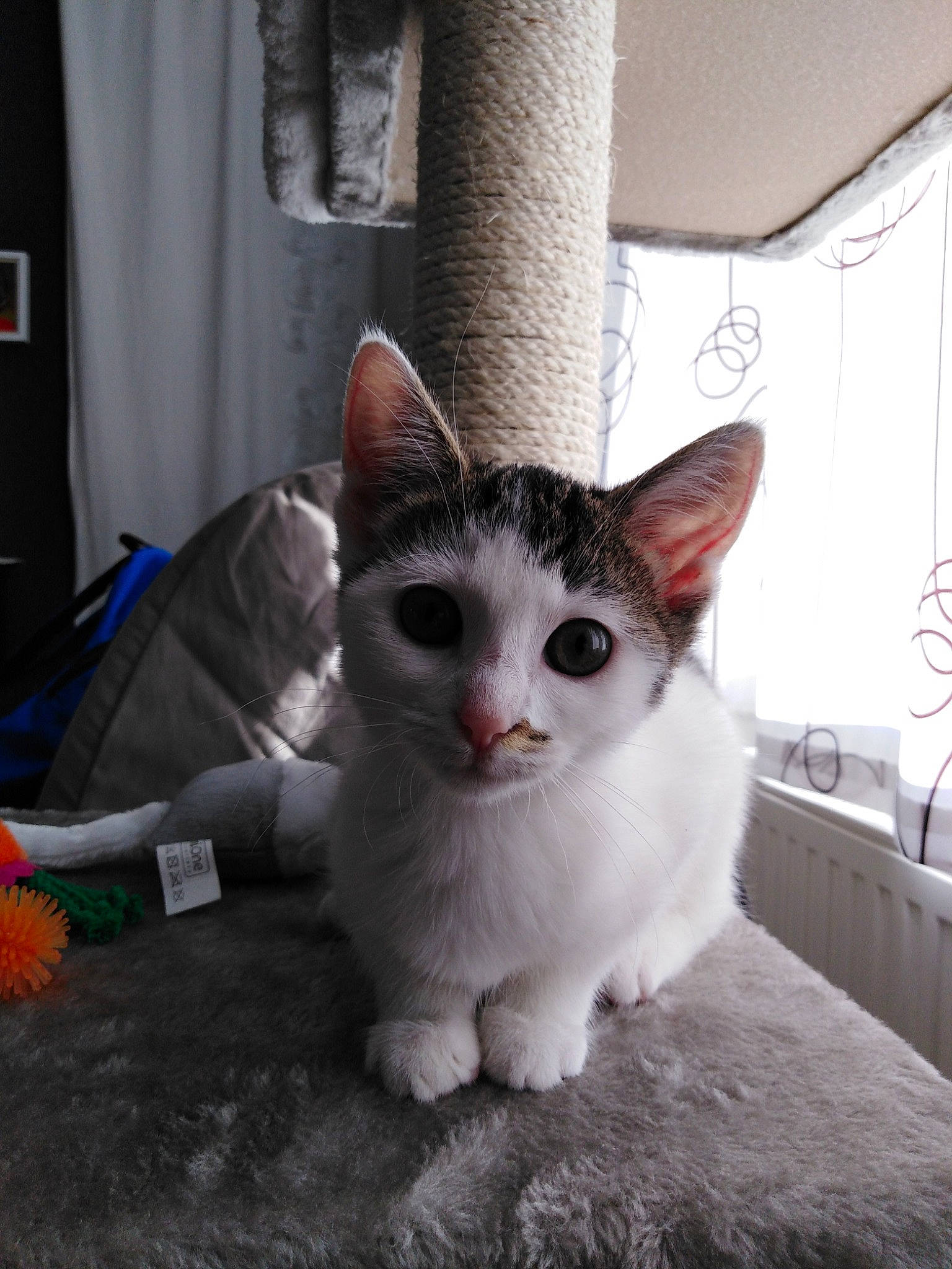 Olivia participe au concours pour gagner de l'argent avec cette photo : aegean_cat, asian, burmilla, carnivore, cat, domestic_short_haired_cat, european_shorthair, felidae, german_rex, kitten, mammal, munchkin, ojos_azules, small_to_medium_sized_cats, turkish_angora, turkish_van, vertebrate, whiskers