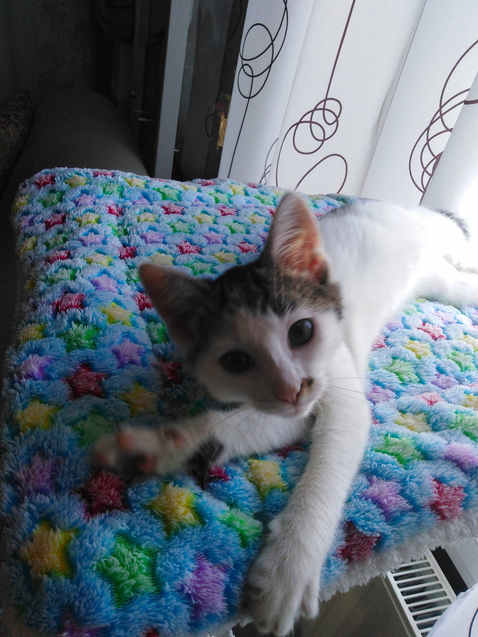 Olivia a rejoint le concours — aidez-le/la à gagner de superbes lots ! aegean_cat, asian, blanket, carnivore, cat, colorpoint_shorthair, domestic_short_haired_cat, felidae, fur, german_rex, kitten, linens, nap, ojos_azules, quilt, singapura, small_to_medium_sized_cats, tail, textile, whiskers