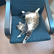 Mira participe au concours pour gagner de l'argent avec cette photo : cat, tabby, chair, black_cushion, cat_hair, wooden_floor, pet_bed, relaxed, sprawled, indoor, feline, fur, paw, whiskers, domestic_cat, striped, cute, sleepy, cozy, home