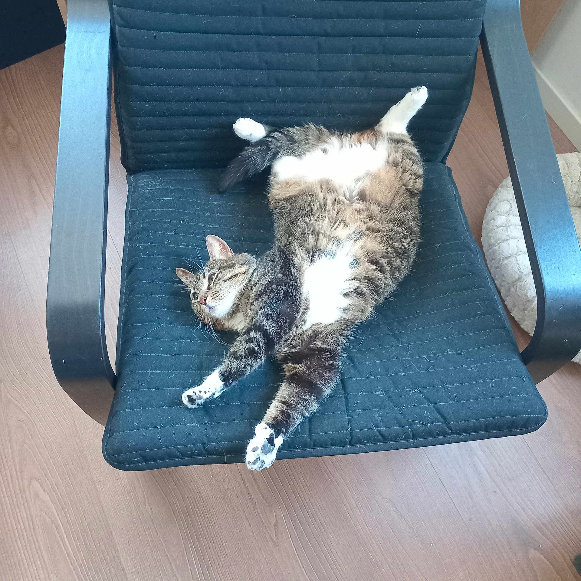 Mira participe au concours pour gagner de l'argent avec cette photo : cat, tabby, chair, black_cushion, cat_hair, wooden_floor, pet_bed, relaxed, sprawled, indoor, feline, fur, paw, whiskers, domestic_cat, striped, cute, sleepy, cozy, home