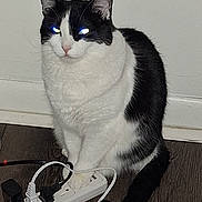 Serendipity is registered to the contest to win money with this photo: cat, black_and_white_cat, pet, indoor, sitting, power_strip, electrical_cord, wooden_floor, wall, whiskers, glowing_eyes, flash_reflection, paw, tail, domestic_animal, portrait, curious, household, plug, floorboards