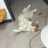 Azrael a rejoint le concours — aidez-le/la à gagner de superbes lots ! cat, orange_and_white, fluffy, long_hair, lying_down, back, paws_up, tail, pet, animal, indoor, floor, tile, home, room, portrait, looking_at_camera, relaxed, playful, cable