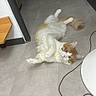 cat, orange_and_white, fluffy, long_hair, lying_down, back, paws_up, tail, pet, animal, indoor, floor, tile, home, room, portrait, looking_at_camera, relaxed, playful, cable