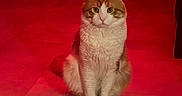 Azrael a rejoint le concours — aidez-le/la à gagner de superbes lots ! cat, cats, orange_cat, white_cat, tabby, sitting, indoors, home, floor, portrait, pet, animal, upright, front_facing, whiskers, ears, tail, red_lighting, background_cat, serious_expression